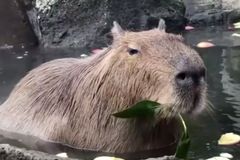 Kapybary jsou atrakcí japonské zoo. Chovatelé je koupou a krmí v termální lázni