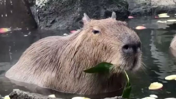 Horké koupele pomáhají kapybarám vypořádat se s dlouhou zimou  