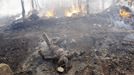 The burnt body of a boy killed during an air strike by the Sudanese air force lies on the ground in a market in Rubkona