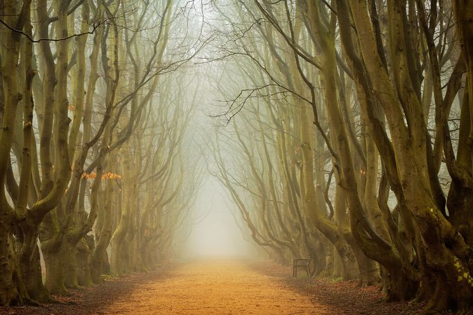 Lars van de Goor - magie stromů a lesů, fotografie