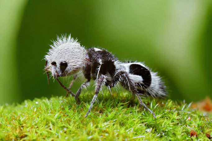 Bezkřídlá vosa Euspinolia militaris