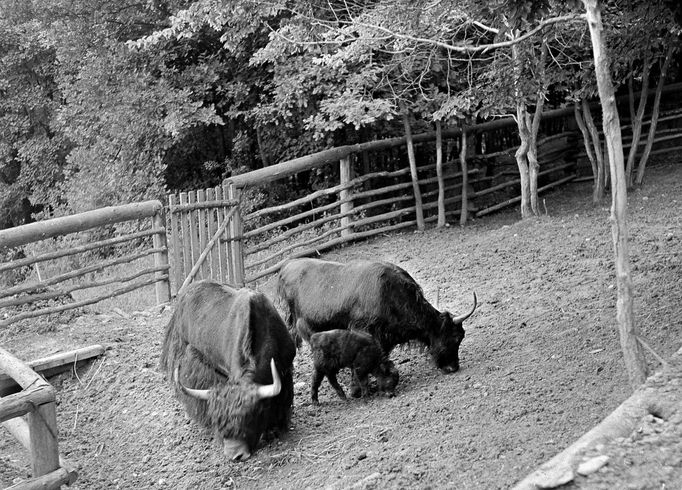 Dnes již neexistující expozice náhorního skotu skotského vznikla na Mniší Hoře v roce 1969.