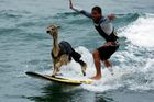 Peruánský surfař Domingo Pianezzi zdolává vlnu se svojí lamou Pisco na pláži San Bartolo v Limě, 16. března 2010. Pianezzi strávil deset let trénováním psů v jízdě na surfařském prkně a nyní jde o jeho první pokus s lamou.