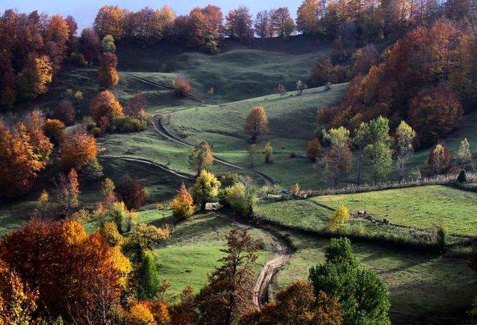 Stromy v Šarských horách, které se nacházejí na jihovýchodě od Kosova.