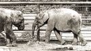 ZOO Liberec slaví 120 let od svého vzniku. Podívejte se na historické momenty a vývoj nejstarší zoologické zahrady v českých zemích od jejího založení v roce 1904.