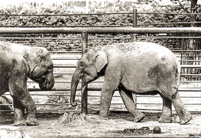 ZOO Liberec slaví 120 let od svého vzniku. Podívejte se na historické momenty a vývoj nejstarší zoologické zahrady v českých zemích od jejího založení v roce 1904.