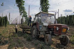 Foto: Mladí se vracejí na chmelové brigády. Láká je retro, večerní zábava i možnost "vypnout"