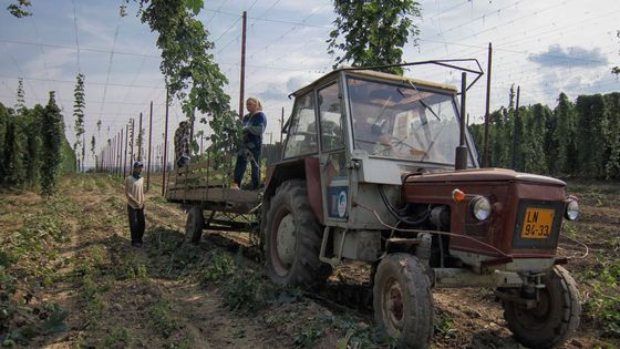 Foto: Mladí se vracejí na chmelové brigády. Láká je retro, večerní zábava i možnost "vypnout"