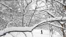 A man walks though snowy Central Park in New York, February 9, 2013. A blizzard pummelled the Northeastern United States, killing at least one person, leaving hundreds of thousands without power and disrupting thousands of flights, media and officials said. REUTERS/Carlo Allegri (UNITED STATES - Tags: ENVIRONMENT) Published: Úno. 9, 2013, 2:52 odp.