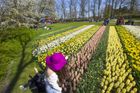 Foto: Jaro v zahradě Evropy. Sedm milionů květin kvete