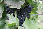 Vinaři očekávají dobrý ročník. V Česku roste plocha vinic i spotřeba vína