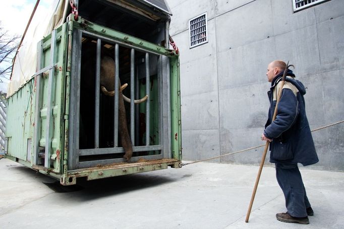 I transport samce dopadl dobře, ačkoliv se slon zpočátku bál vejít do nového neznámého prostoru. Nakonec ho do slonince nalákaly javorové větvičky a pohled na Shanti, kterou chovatelé přivedli blíž.