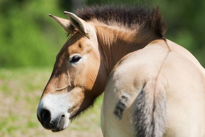 Klisna Kordula, která v polovině června zamíří do Mongolska