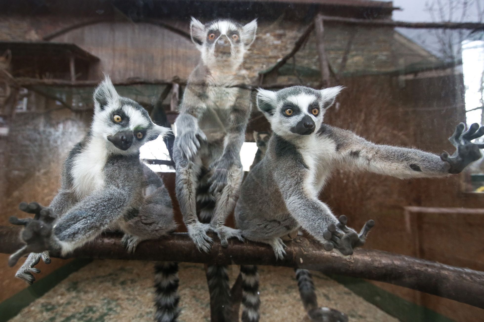 Zoopark Zájezd u Kladna, soukromá zoo, zvířata, chameleon, lemur