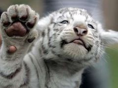 Mládě bílého tygra bengálského zkouší pevnost skla v zoologické zahradě argentinské metropole Buenos Aires. Jeho matka Betty vrhla den před loňským Štědrým dnem. Mláďata jsou celkem tři.