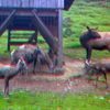 ZOO 3D