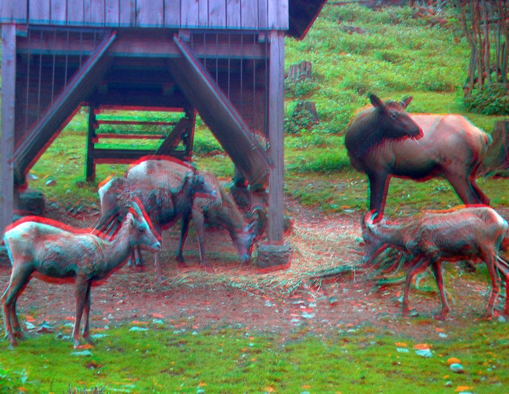 ZOO 3D