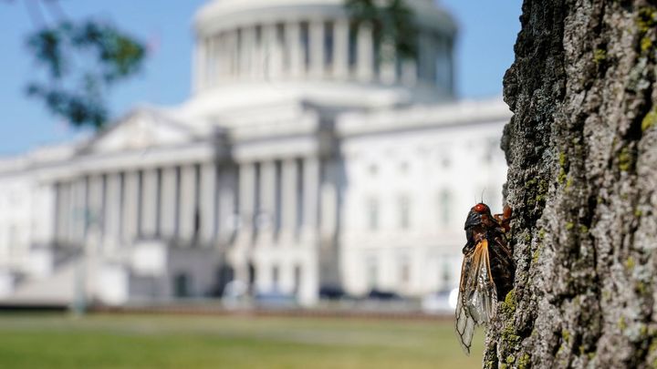 Politiku ve Washingtonu přehlušily cikády. Jsou všude a chutnají po krevetách; Zdroj foto: Reuters
