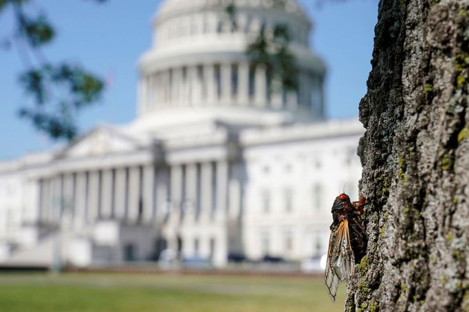 Cikády ve Washingtonu.