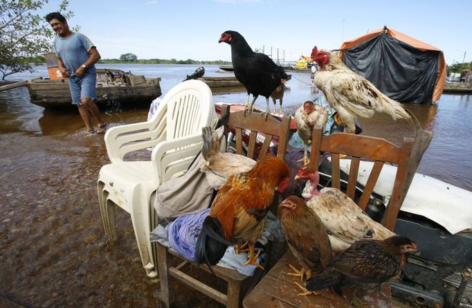 Židle a drůbež na mělčině; Trinidad, Bolívie