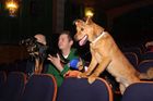 Promítání filmů pro psy. Kino Aero láká čtyřnohé mazlíčky na zajímavé tituly i hvězdné psí obsazení