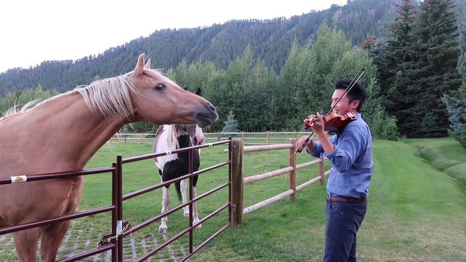 "Tenhle kůň by mohl být lepší cit pro rytmus než většina lidí, včetně některých muzikantů," připsal Ray Chen k videu.