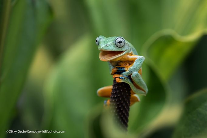 Finalisté fotografické soutěže Comedy Wildlife Photography Awards 2021