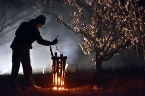 Foto: Ohněm proti mrazu. Ovocnáři se snaží zachránit úrodu, meruňky nebudou, bojí se