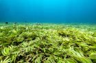 Stopka kyselým mořím. Nové zařízení na Havaji dokáže odstranit emise z oceánu