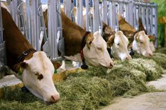 Šance pro české zemědělce: Němci si rádi připlatí, ale chtějí kvalitnější mléko