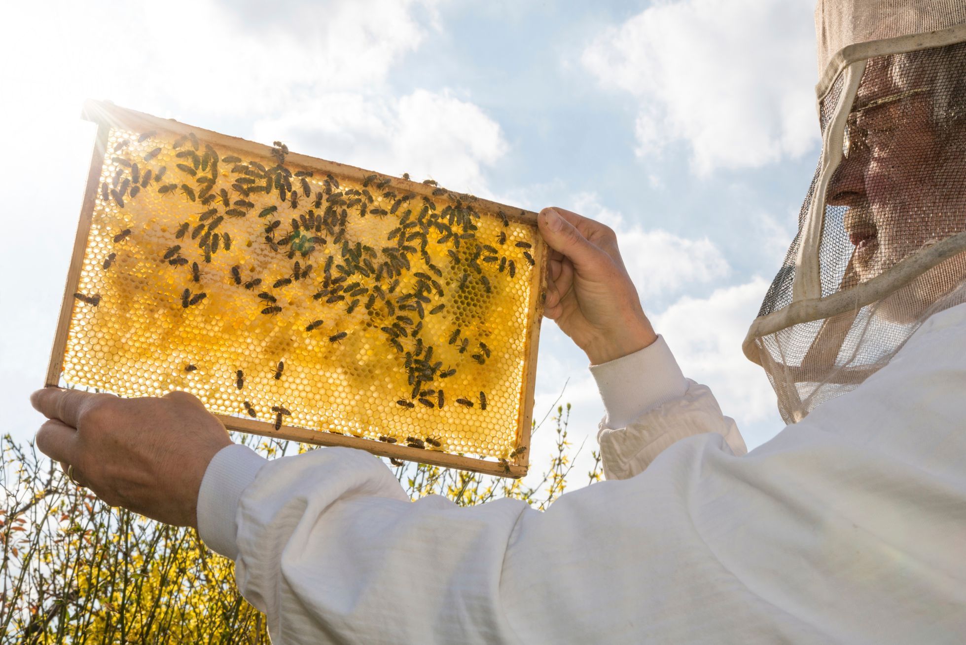 Пчелиные рамки с медом на солнце