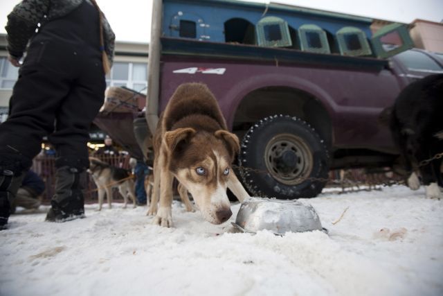 Aljaška psi závod