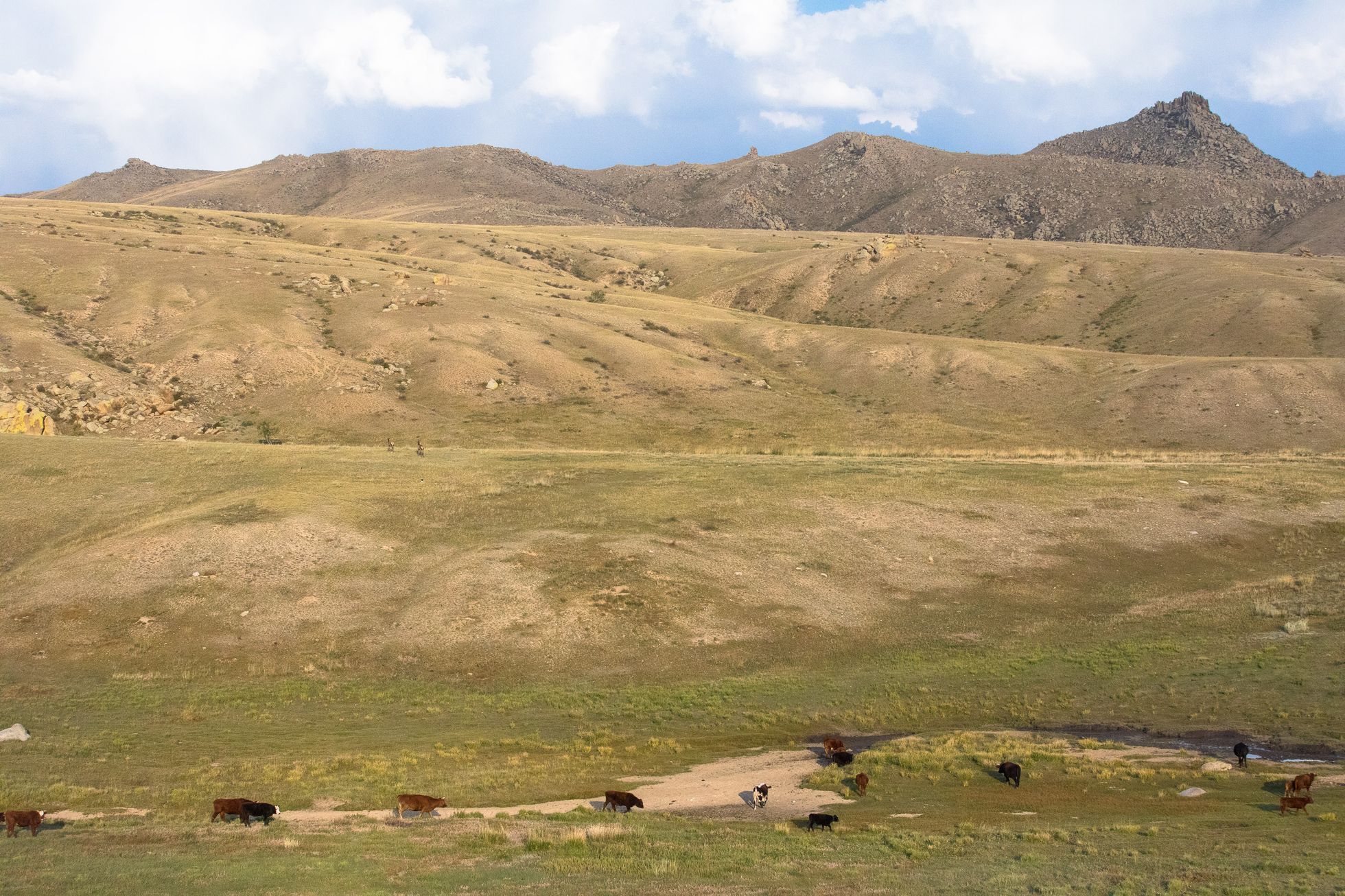 Mongolsko - kůň Převalského, Národní park Chustaj, koně, pláně, stepi