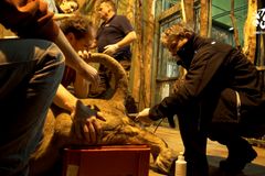 V pražské zoo uměle oplodnili samici lva indického, šance na březost je 70 procent