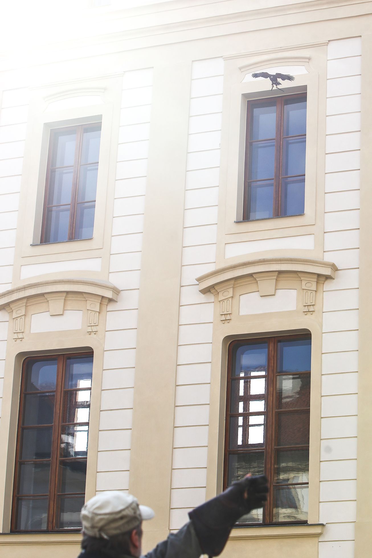 Sokolník, sokol - Pražský hrad
