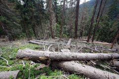 Na kůrovcovou kalamitu reagovaly Lesy ČR příliš pomalu, zjistil kontrolní úřad