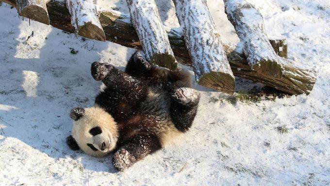 Zimní radovánky obrazem: Do Paříže vyrazili lyžaři, spokojené pandy si hoví ve sněhu