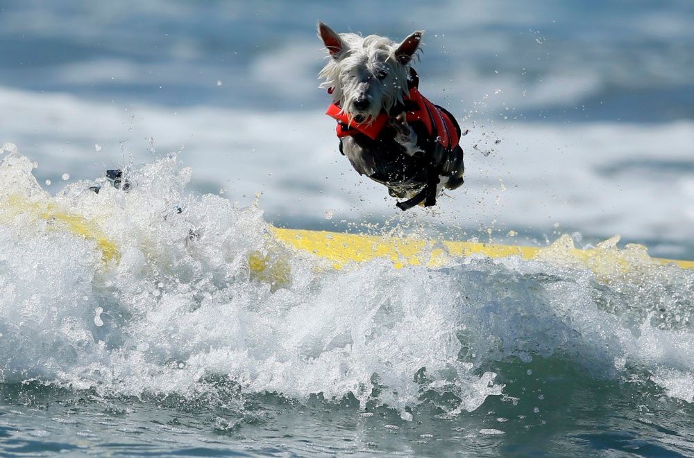 Surfující psi