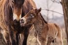 Divokým koním v Milovicích se narodilo první letošní hříbě. Březí jsou i další klisny