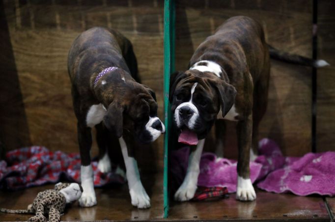 Crufts Dog Show (Birmingham)