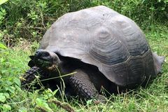 Na Galapágách objevili vědci nový druh obří želvy. Pojmenovali ji podle správce parku