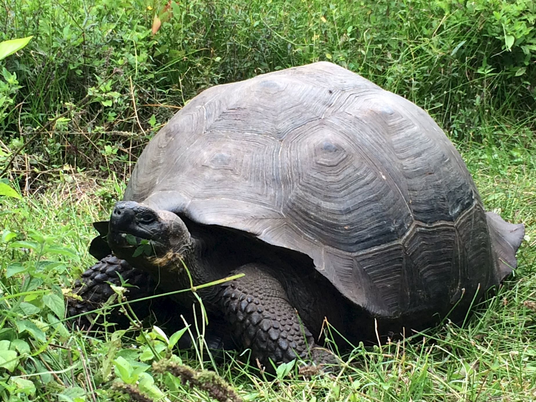 An Eastern Santa Cruz tortoise is pictured on Santa Cruz Island