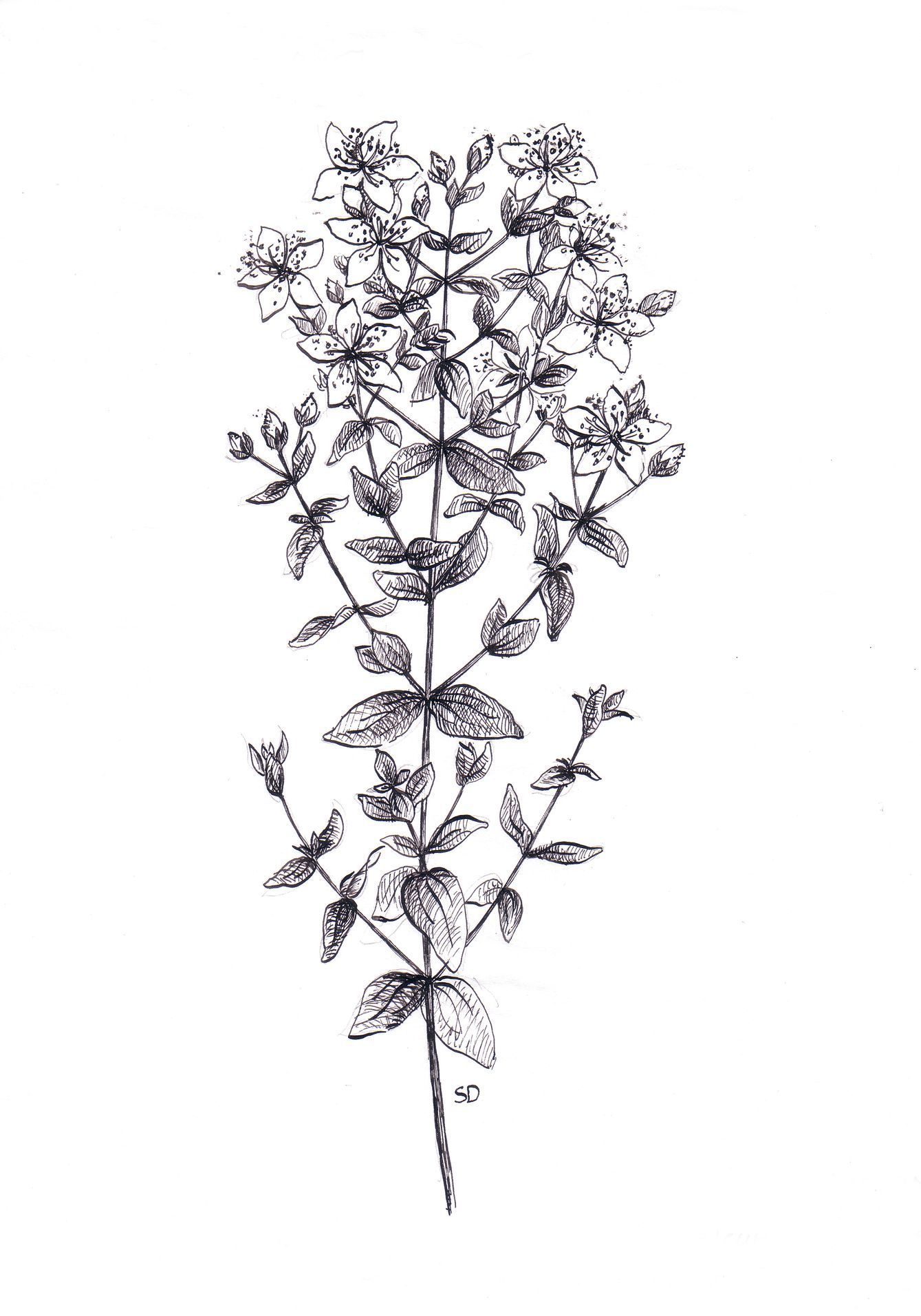 kresby, dr. dudek. bylinky