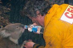 Koala Sam, která přežila požáry, prohrála boj o život