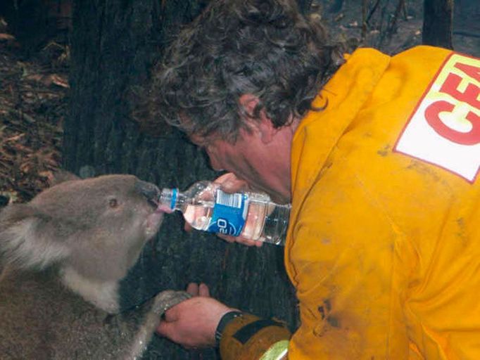 Tento snímek je už staršího data, ale do série pijících celebrit patří. Zachycuje australského hasiče Dave Treeho, který našel na jednom ze spálenišť pod Melbourne popálenou a dehydrovanou, ovšem živou koalu. Dostala jméno Sam a je miláčkem Austrálie.