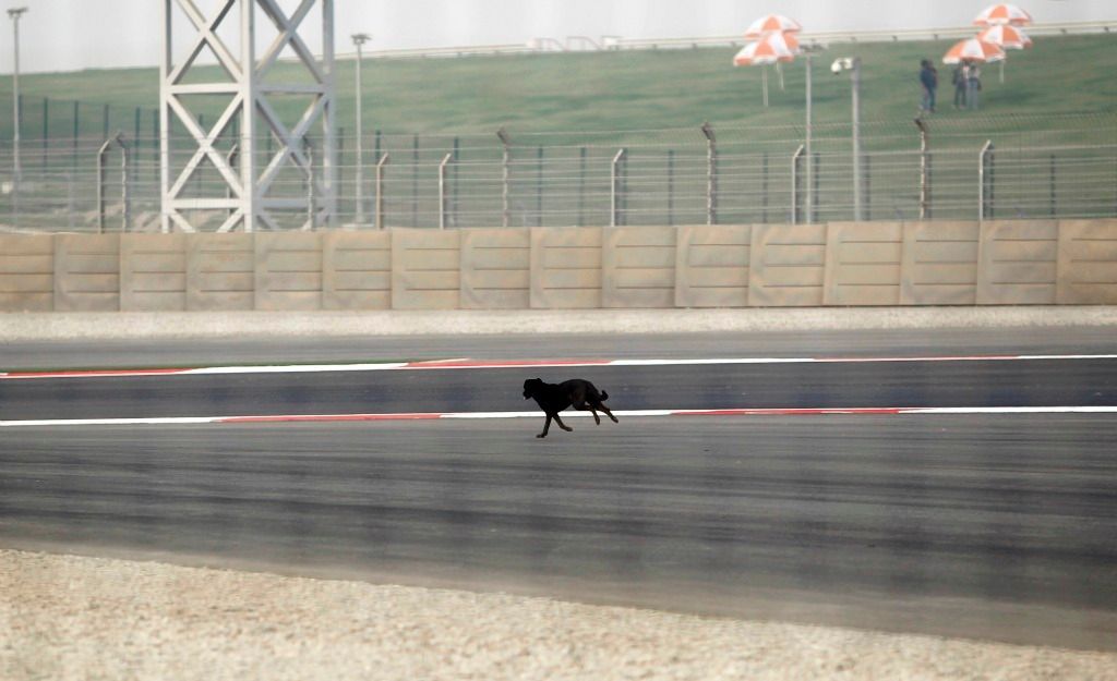 VC Indie - trénink: Zbloudilý pes