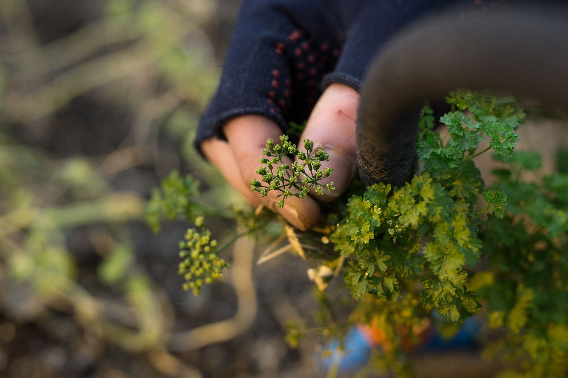 Zahradnictví, bylinkář Horní Počernice