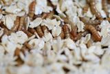 Ze sušených larev se také vyrábí mouka na chleba, těstoviny či sušenky. Navíc v pokrmech zvyšují podíl hodnotných bílkovin.