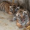 Tygři usurijští v olomoucké zoo