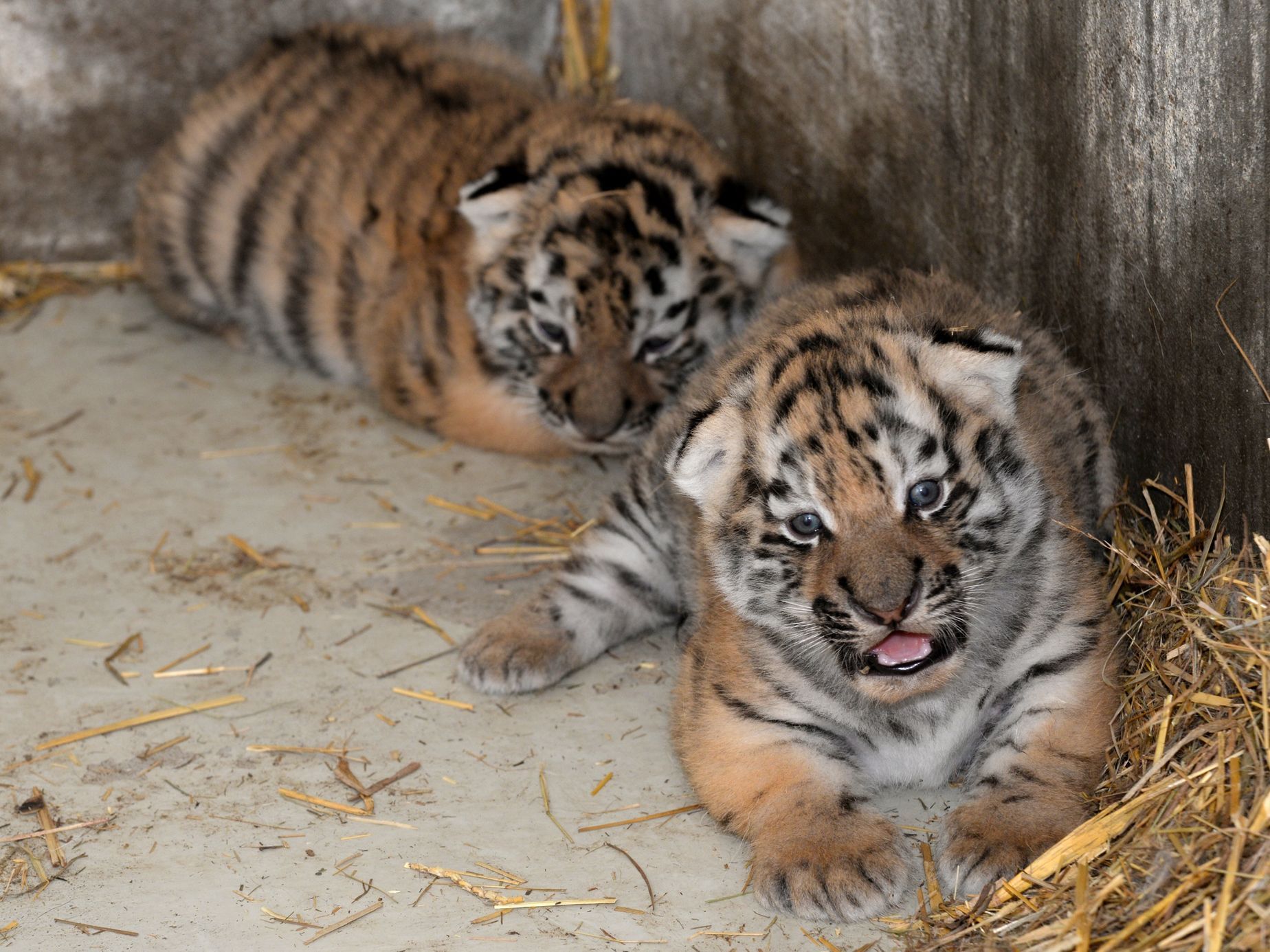 Tygři usurijští v olomoucké zoo
